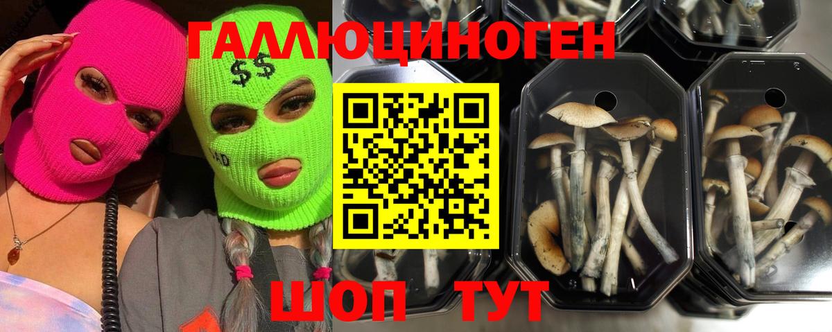 Галлюциногенные грибы мухоморы  Псилоцибиновые грибы мицелий  Вход с VPN  где купить наркотик  Кизляр 